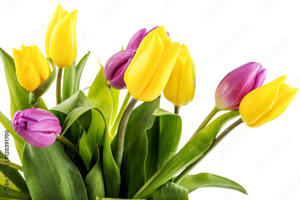 Bouquet of yellow and purple tulips 