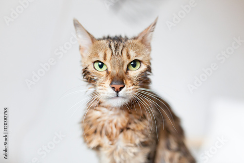 Fototapeta Naklejka Na Ścianę i Meble -  Bengal cat annoyed after bath