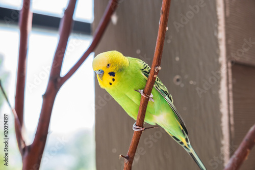 Green and Yellow Bird