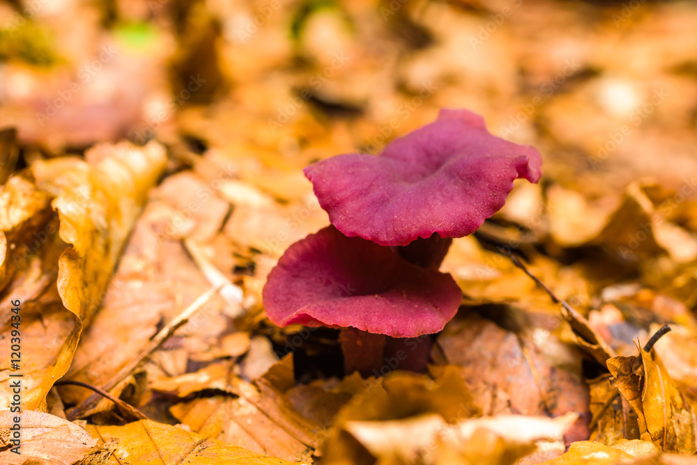 Obraz premium Two amethyst deceiver (Laccaria amethystine) mushrooms on the beech forest floor.