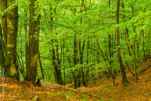 Young beech trees on a slope in the forest. Lush green leaves on trees and brown old ones on the ground.
