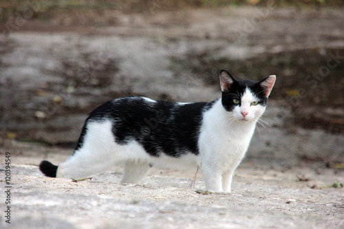 階段で見上げる白黒ねこ