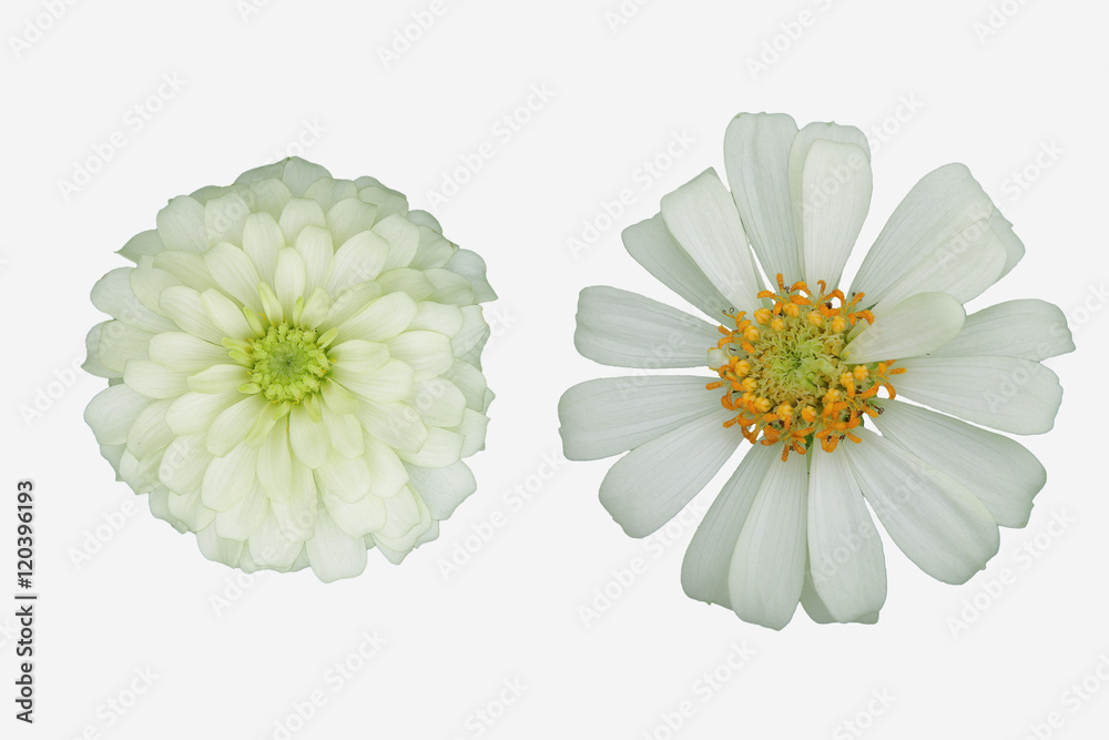 Obraz premium White zinnia with isolated white background