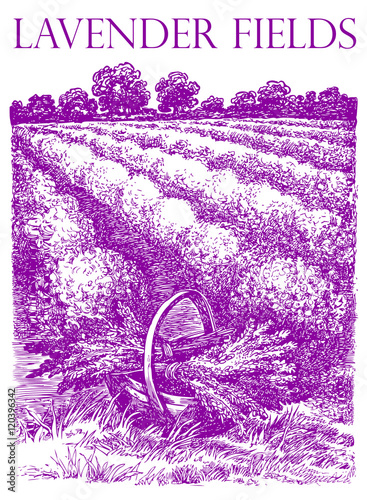 Provence landscape. Basket with  lavender bouquets. Vector hand drawn graphic illustration. Sketchy style.