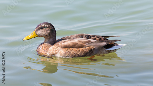 duck swimming on the water