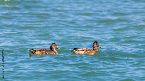 pair of ducks swimming