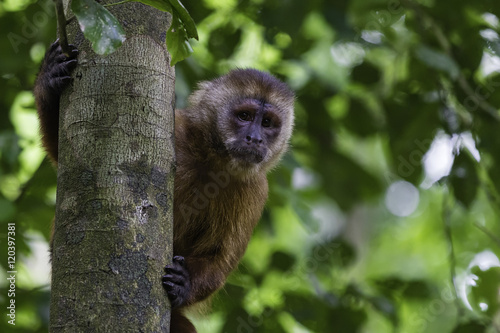 Capuchin monkey behind the tree on Monkey Island Reserve on Madre de Dios in Peru