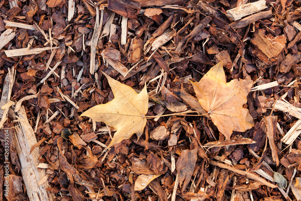 Bark mulch and autumn maple leaves Bark mulch and autumn maple leaves