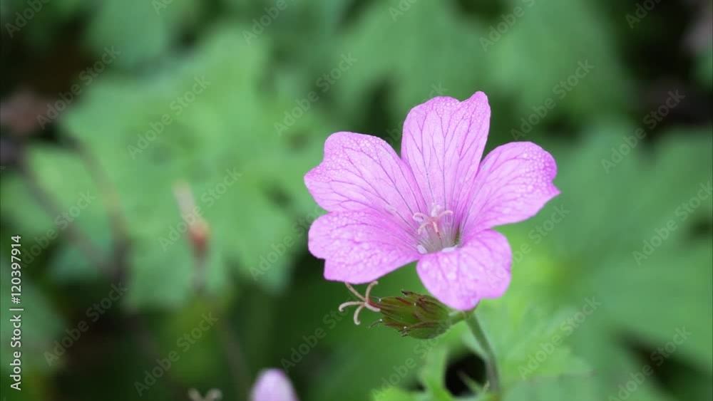 video clip of a pink geranium or cranesbill flower with morning dew that is moving in the wind video clip of a pink geranium or cranesbill flower with morning dew that is moving in the wind