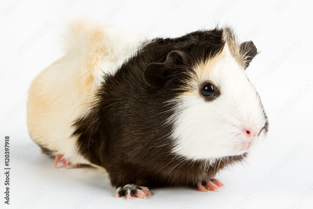 Guinea pig Guinea pig