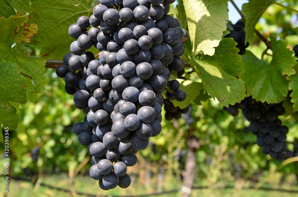 Naklejka premium Rotwein, Trauben, Weingarten, Winzer