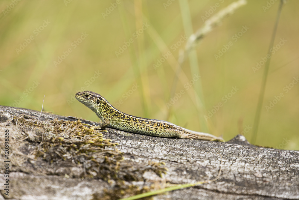 Fototapeta premium Lizard