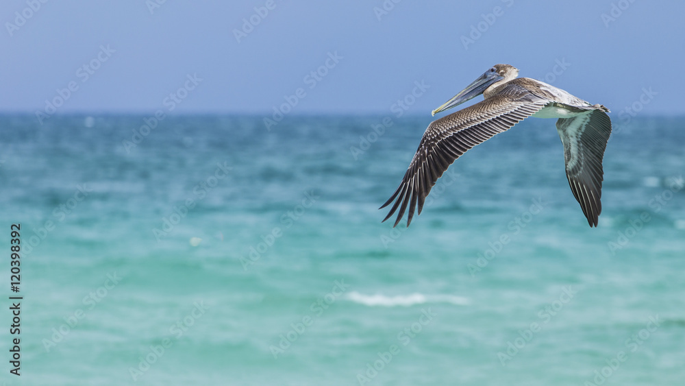 Fototapeta premium Pelican