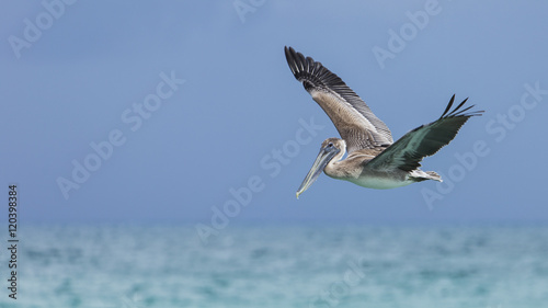 Pelican © cstalenberg