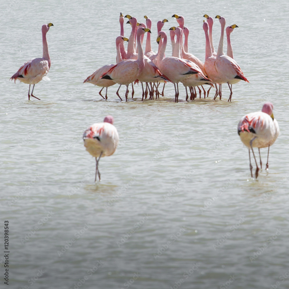 Flamingos on lake in Andes, the southern part of Bolivia