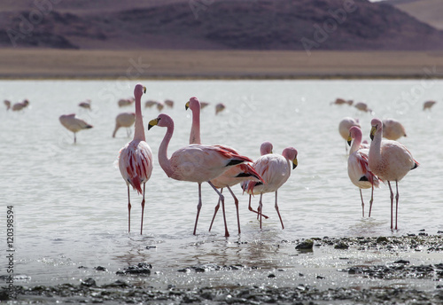 Flamingos on lake in Andes, the southern part of Bolivia