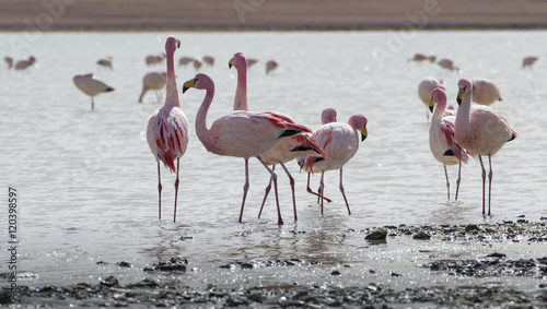 Flamingos on lake in Andes, the southern part of Bolivia © Curioso.Photography