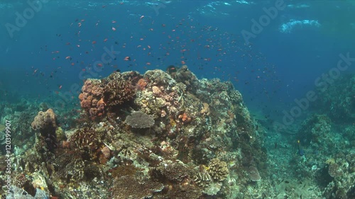 Wallpaper Mural Colorful coral reef with plenty fish. 4k footage Torontodigital.ca