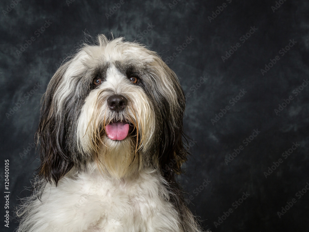 Tibetan Terrier Tibetan Terrier