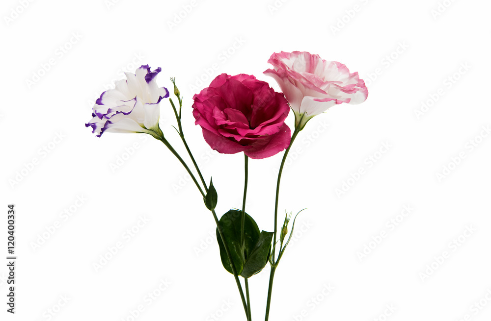 eustoma flower eustoma flower