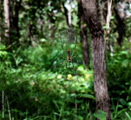 cobweb in forest