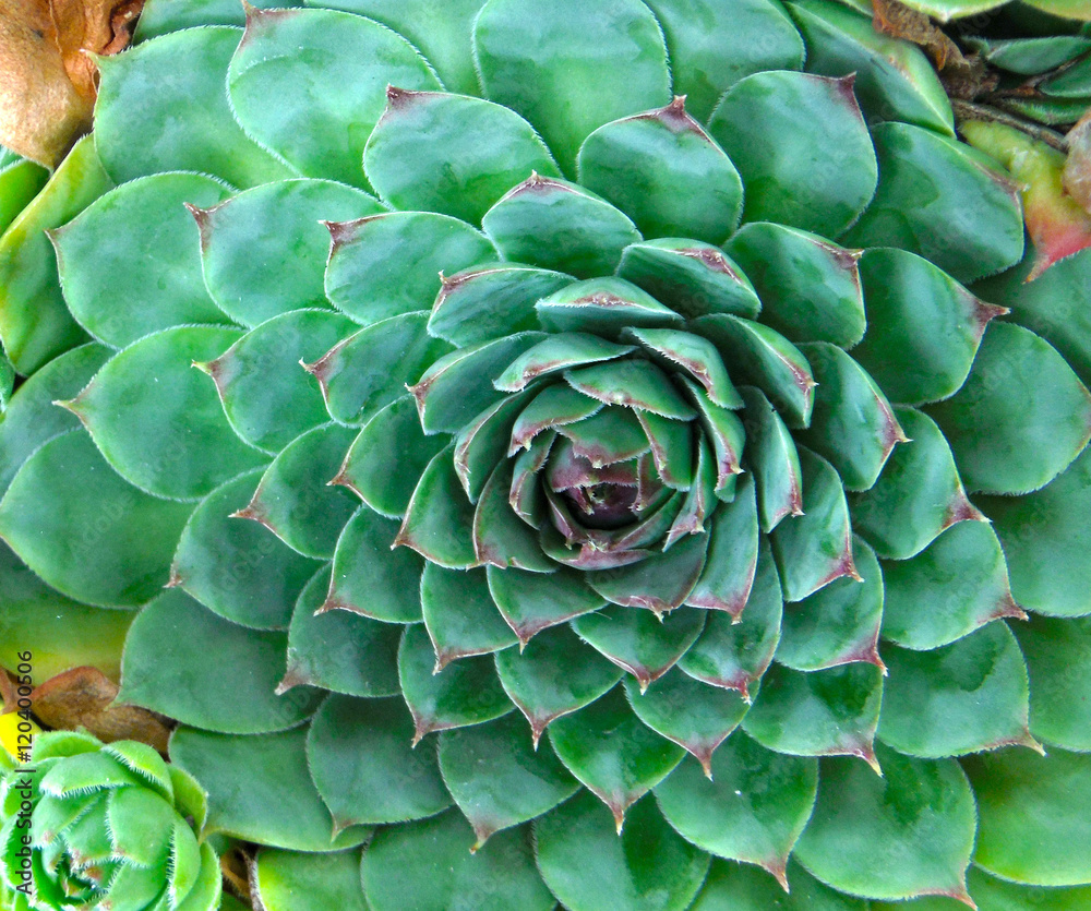 Sempervivum, houseleeks Sempervivum, houseleeks