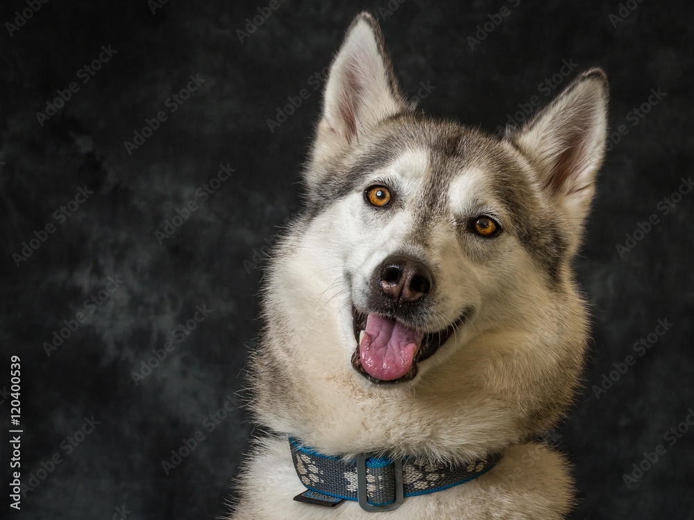 Fototapeta premium Siberian Husky