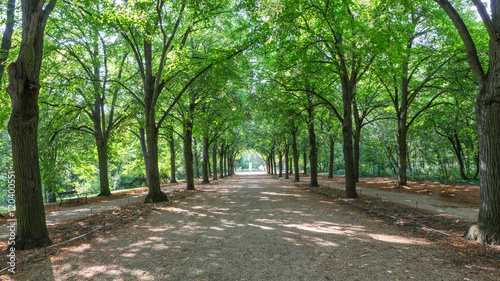 alley in a park