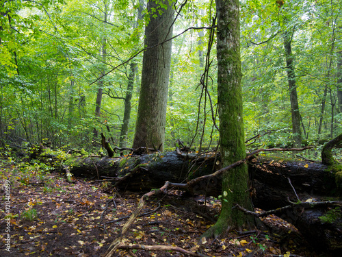 Old hornbeam trees and broken oak