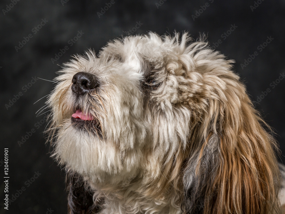 Tibetan Terrier Tibetan Terrier