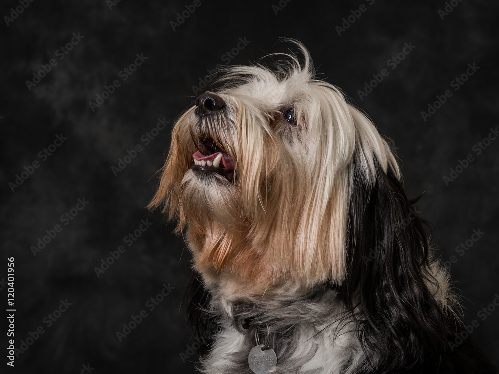Tibetan Terrier Tibetan Terrier