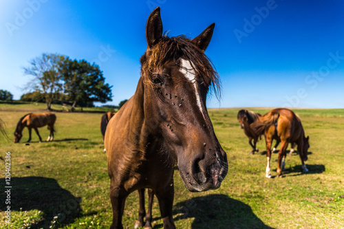 Pferde © Angelika Bentin