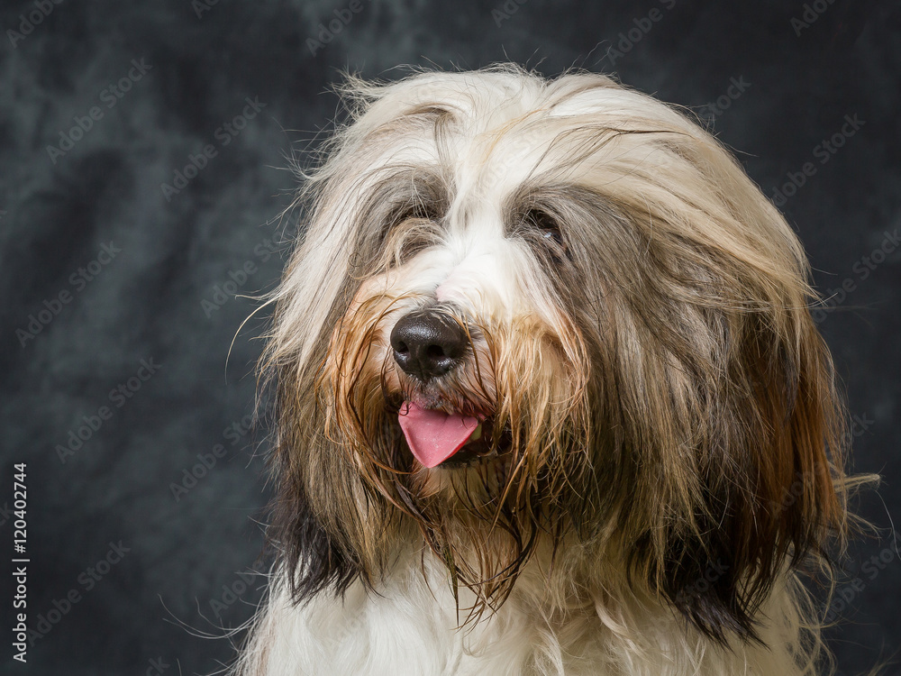 Tibetan Terrier