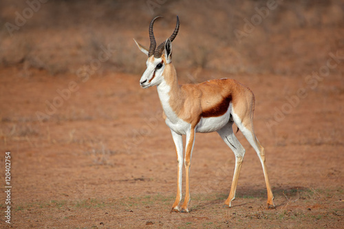 A male springbok antelope (Antidorcas marsupialis), Kalahari desert, South Africa. photo
