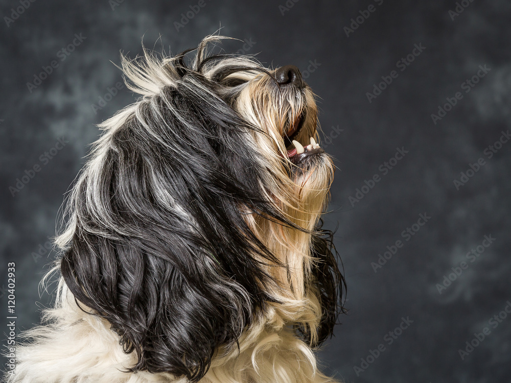 Naklejka premium Tibetan Terrier