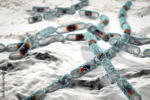 Bacillus cereus, gram-positive spore-producing bacteria arranged in chains which cause food poisoning. 3D illustration photo