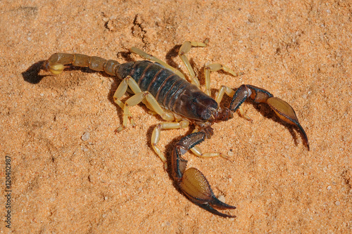 A poisonous scorpion (Parabuthus spp.), Kalahari desert, South Africa .