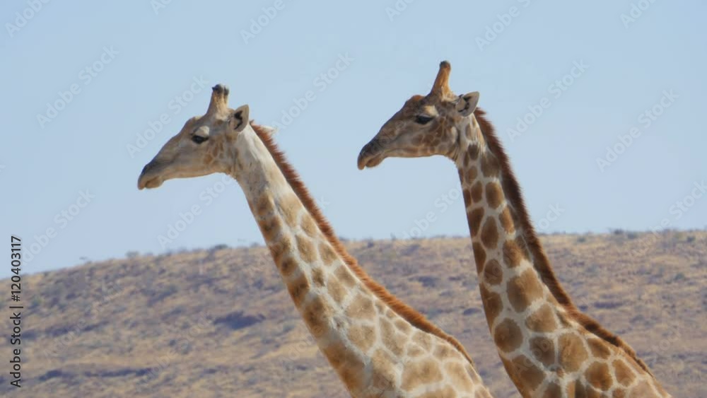 two giraffes standing in front of the camera looking at it then turn and go away two giraffes standing in front of the camera looking at it then turn and go away