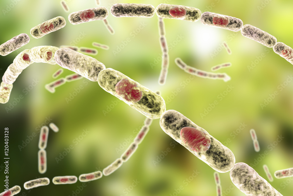 Bacillus anthracis, grampositive spore forming bacteria which cause
