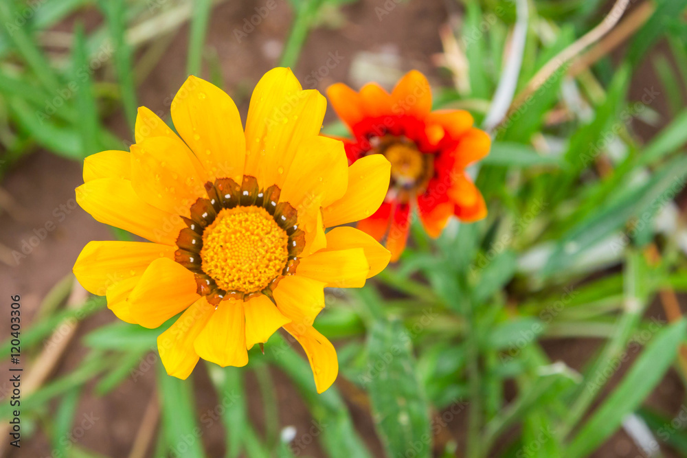 Beautiful flowers outside in the flowerbed Beautiful flowers outside in the flowerbed
