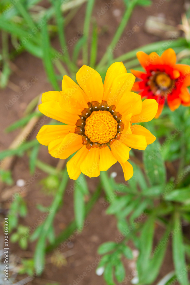 Beautiful flowers outside in the flowerbed Beautiful flowers outside in the flowerbed