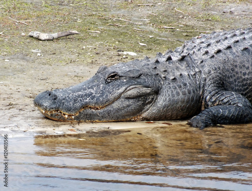American Alligator © winterbilder