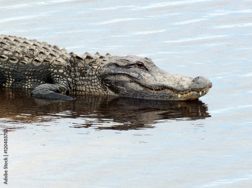 Obraz premium American Alligator