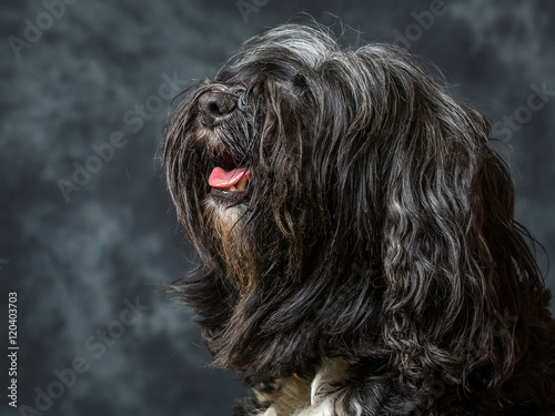 Tibetan Terrier