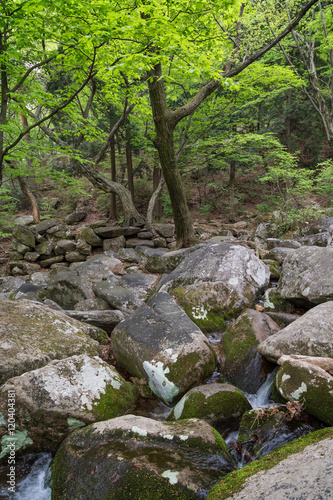 View of a rocky stream and forest along the trail next to the Beomeosa Temple in Busan  South Korea.