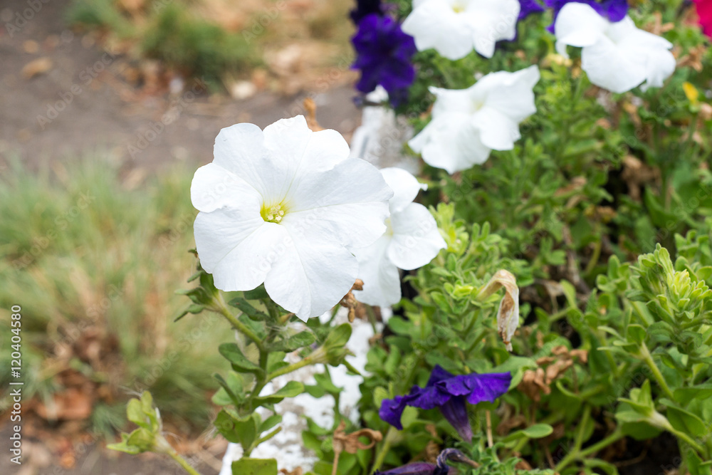 A flower bed with blooming colorful petunia A flower bed with blooming colorful petunia