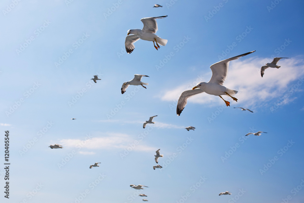 Fototapeta premium Flying seagulls