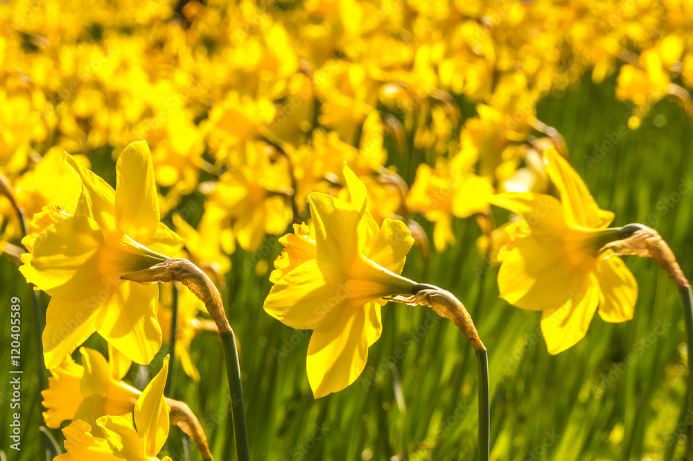 Fototapeta premium Daffodils or narcissus flowers flowerbed loan in a park