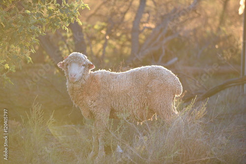 Schaf Australien photo