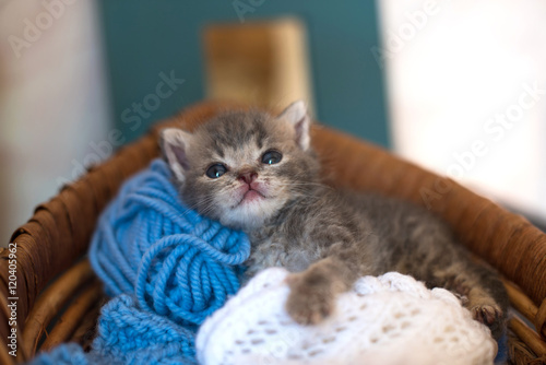 cute little kitten in a basket with threads for Knitting